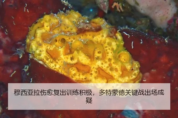 mu-xi-ya-la-shang-yu-fu-chu-xun-lian-ji-ji-duo-te-meng-de-guan-jian-zhan-chu-chang-cheng-yi-2-941.jpg