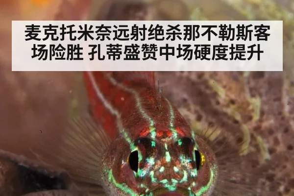麦克托米奈远射绝杀那不勒斯客场险胜 孔蒂盛赞中场硬度提升